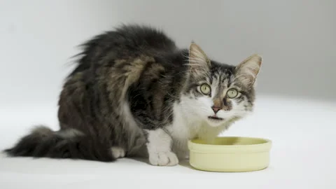 Gray cat eats food from a white bowl on a white background. Lunch for pets. Stock Footage 304770760