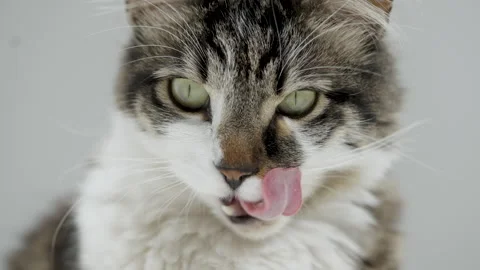 Gray cat eats food from a white bowl on a white background. Lunch for pets. Stock Footage 304770856