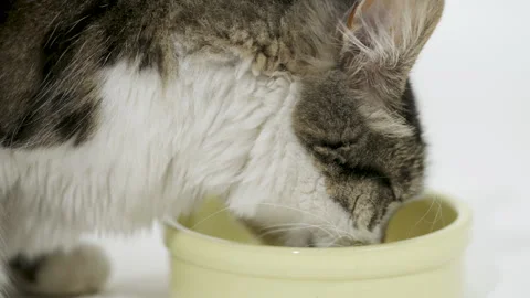 Gray cat eats food from a white bowl on a white background. Lunch for pets. Stock Footage 304770920