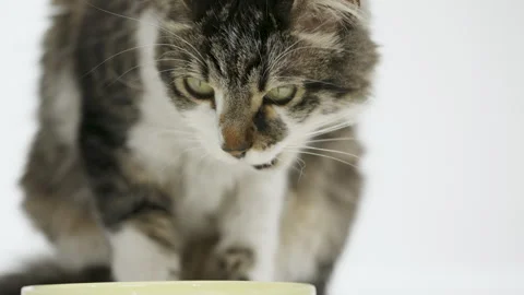 Gray cat eats food from a white bowl on a white background. Lunch for pets. Stock Footage 304770991