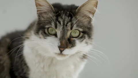 Gray cat eats food from a white bowl on a white background. Lunch for pets. Stock Footage 304771058
