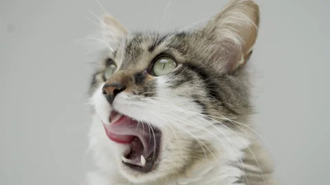 Gray cat eats food from a white bowl on a white background. Lunch for pets. Stock Footage 304771154