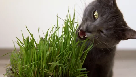 Gray cat eats freshly grown green grass (wheat sprouts) from a pot Stock Footage 129258524