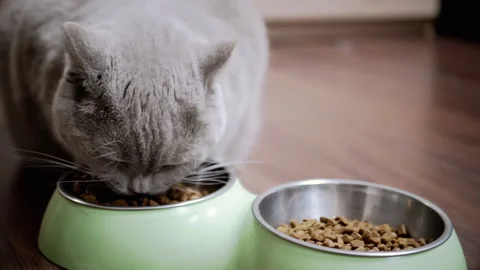 Gray Cat Eats From Green Bowl Stock Footage 312003399