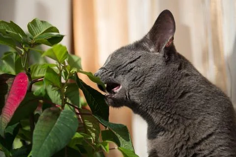 Gray cat eats green plant Foto stock