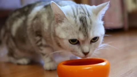 Gray cat eats pet food from orange bowl Stock Footage 137744381