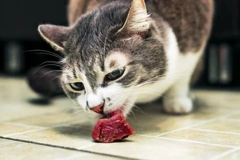 A gray cat eats a piece of raw meat on the floor of the apartment. Photo from Foto stock