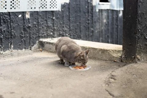 A gray cat eats from a plastic bowl placed on the pavement Stock Photos