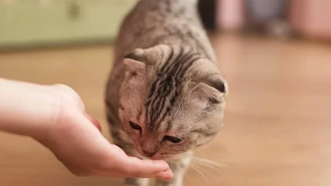 Gray cat eats with pleasure Stock Footage 73838287