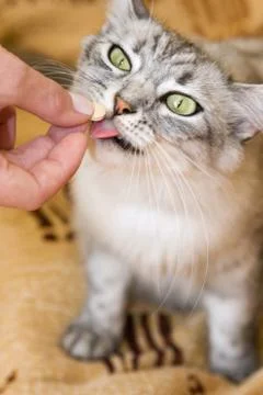 Gray cat eats vitamins Stock Photos