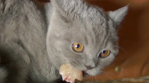 Gray cat eats voraciously and hisses Видео 45588468