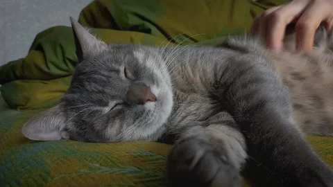 Gray cat enjoys lying on the bed Vidéo 189837591