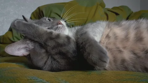 Gray cat enjoys washing himself lying on the bed Vidéo 190354552