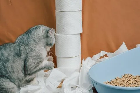 Gray cat explores white paper rolls on orange background while snacks sit in  Stock Photos