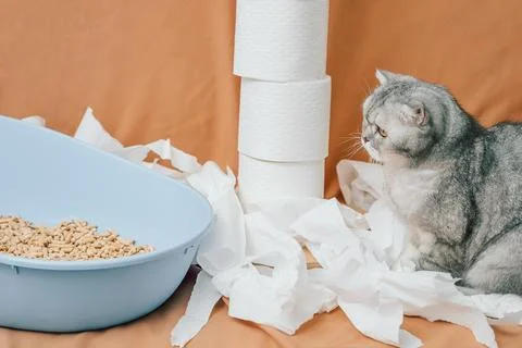 Gray cat explores white paper rolls on orange background while snacks sit in  Stock Photos