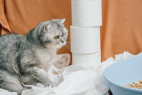 Gray cat explores white paper rolls on orange background while snacks sit in  Foto stock
