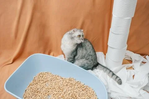 Gray cat explores white paper rolls on orange background while snacks sit in  Stock Photos