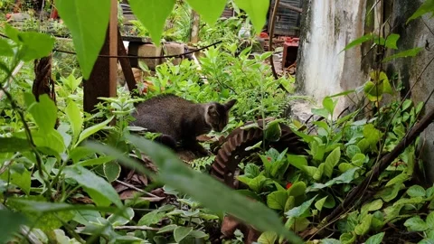 Gray Cat Exploring a Dense Garden with Green Foliage and Rusty Objects Stock Footage 304073792