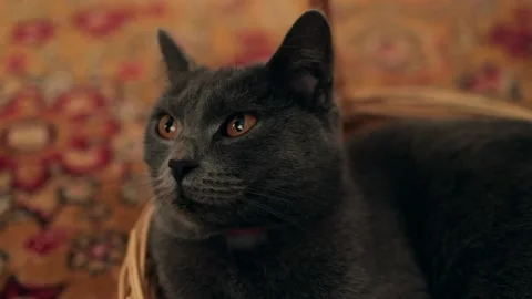 Gray cat with expressive brown eyes Stock Footage 167430516