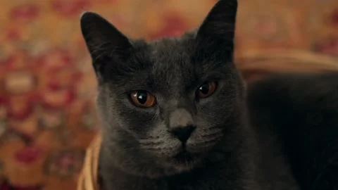 Gray cat with expressive brown eyes Stock Footage 167430523