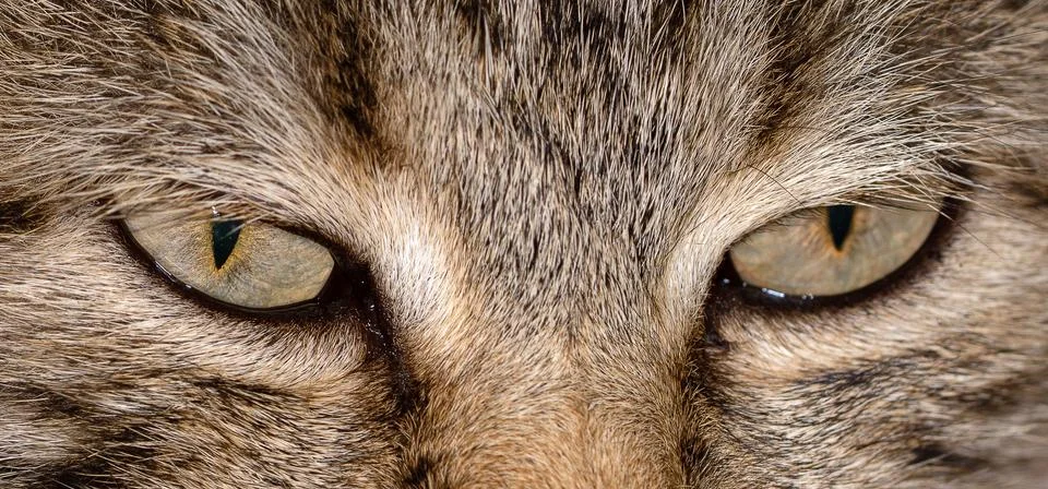 Gray cat face close up Stock Photos