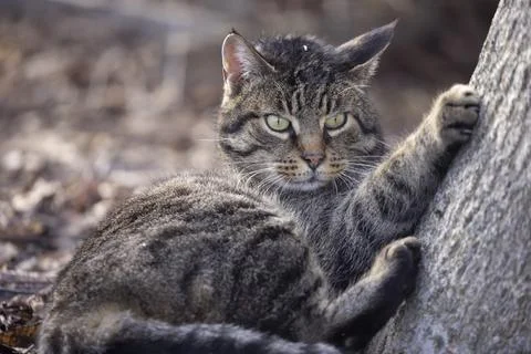 Gray cat face frontal lying on tree 스톡 사진