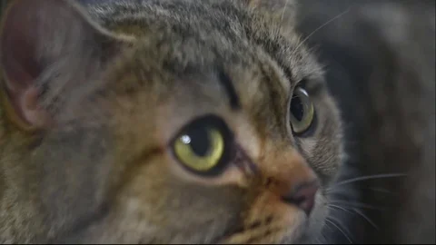 Gray cat, face with green ayes 스톡 동영상 75782169