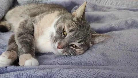 Gray cat falls asleep on a blanket background Stock Footage 169439694