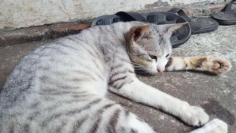 Gray cat fell asleep Stock Footage 250401282