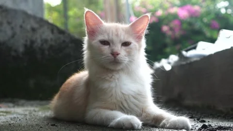 Gray cat on the floor Video stock 267717851