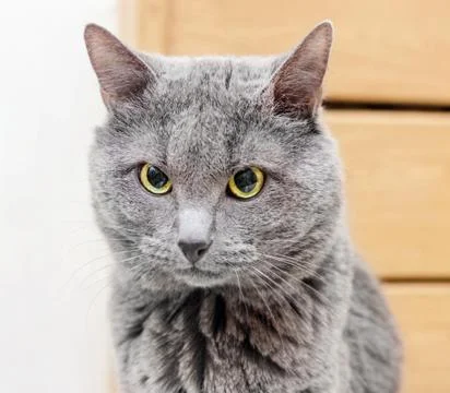 Gray cat is focused Stock Photos