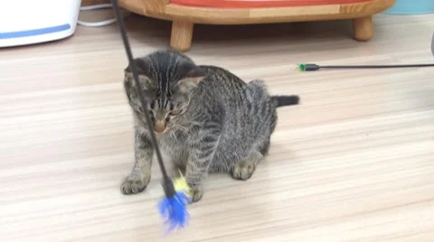 Gray cat Stock Footage 52724798