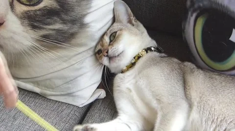 Gray cat Stock Footage 52724948