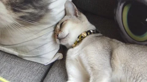 Gray cat Stock Footage 52725008