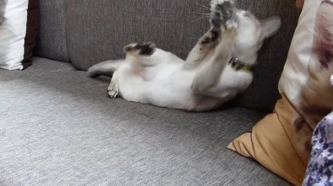 Gray cat Stock Footage 52725065