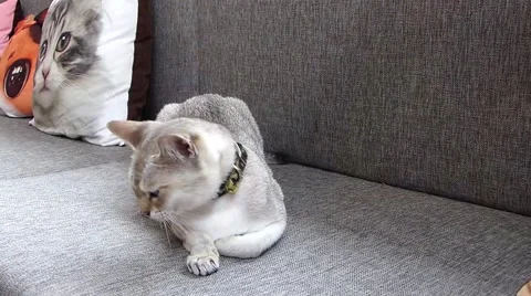 Gray cat Stock Footage 52725157