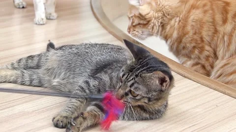 Gray cat Stock Footage 52931634