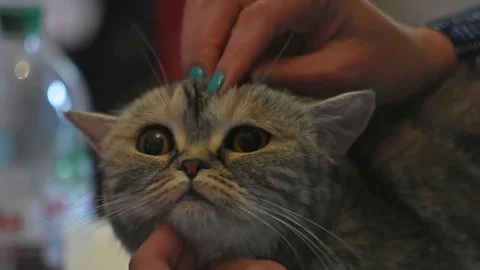 Gray cat Video stock 75805584