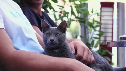 Gray Cat Stock Footage 117547565