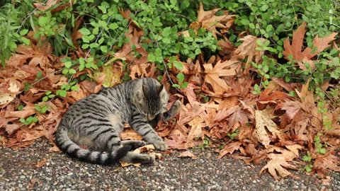 Gray Cat Stock Footage 142456777