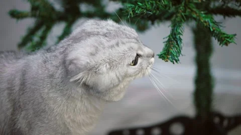 Gray cat Vídeos de archivo 145850370