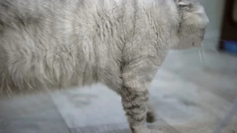 Gray cat 스톡 동영상 145850387