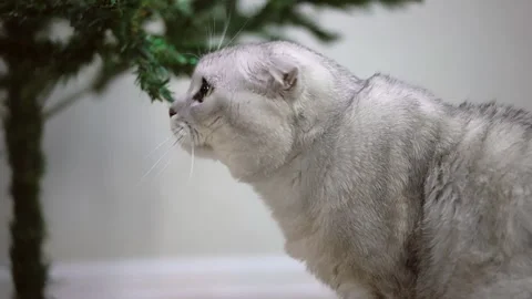 Gray cat 스톡 동영상 145850410