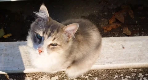 A gray cat Stock Footage 220105783