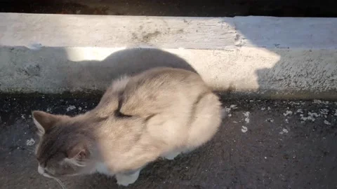 Gray cat Stock Footage 220105790