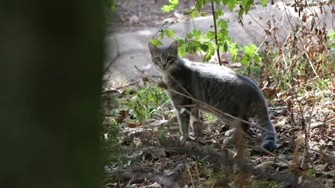 Gray Cat in Forest Filmed Through Bushes with Handheld Camera Stock Footage 318224071