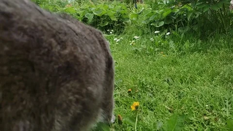 Gray cat found something in the grass, rear view Stock Footage 160280942