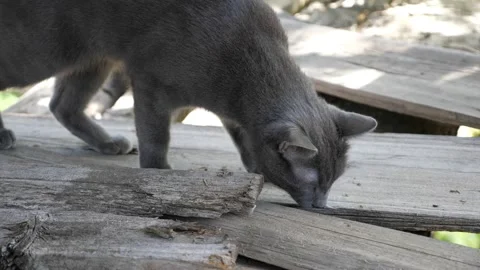 Gray cat found something under the boards in the barn 스톡 동영상 130565403