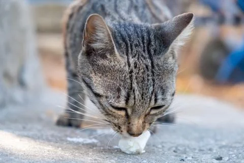 Gray cat in front of the house eats cheese 스톡 사진