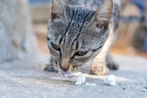 Gray cat in front of the house eats cheese Stock Photos